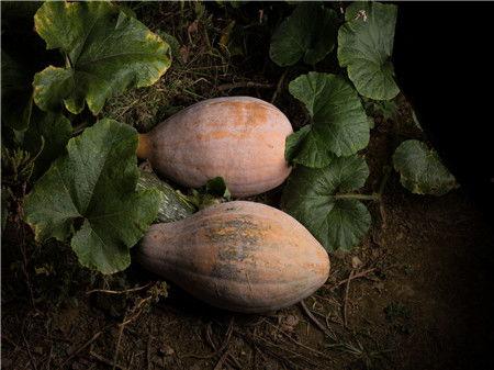 吃方瓜放屁吗,揭秘吃方瓜放屁之谜