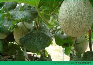 吃哈密瓜猴,哈密瓜诱惑下的猴趣时光