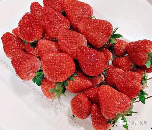 小草莓吃瓜视频,揭秘娱乐圈幕后故事