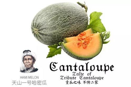 青瓷吃瓜小说推荐,探寻古瓷背后的神秘故事