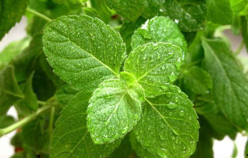 葵瓜叶可以吃吗,绿色美食，健康之选