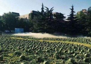 兰州一大学吃瓜事件,校园风波背后的真相与反思