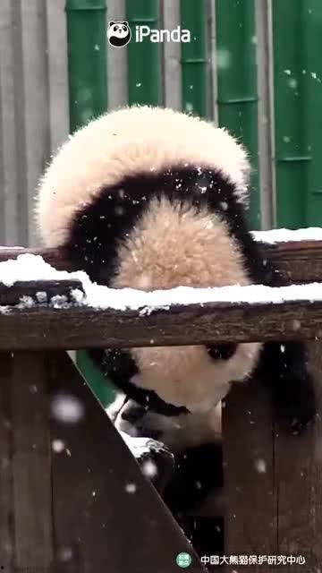 吃瓜小熊甲醛,吃瓜小熊背后的健康隐患