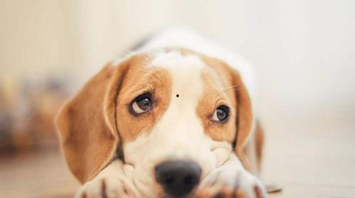 成都抓吃瓜狗,成都街头抓捕“吃瓜狗”引发网友热议