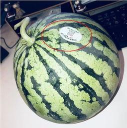 网红吃瓜每日吃瓜,每日新鲜瓜果，带你领略娱乐圈风云变幻