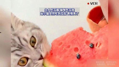 猫吃瓜图片,喵星人与瓜果的欢乐时光
