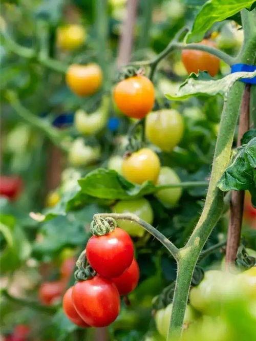 吃瓜无锡科技,无锡科技发展背后的故事