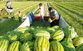 库尔勒吃瓜事件辟谣,真相揭秘与网络谣言的澄清