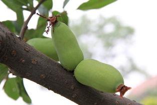 海棠最新吃瓜,揭秘娱乐圈最新热点事件