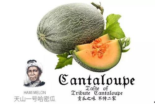 小羊吃蜜瓜视频,蜜瓜视频萌翻网友