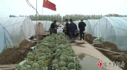 宿迁天台吃瓜,一场别开生面的“吃瓜”盛宴