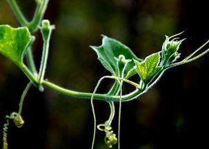 曲周吃瓜事件,一场引发社会热议的网络狂欢