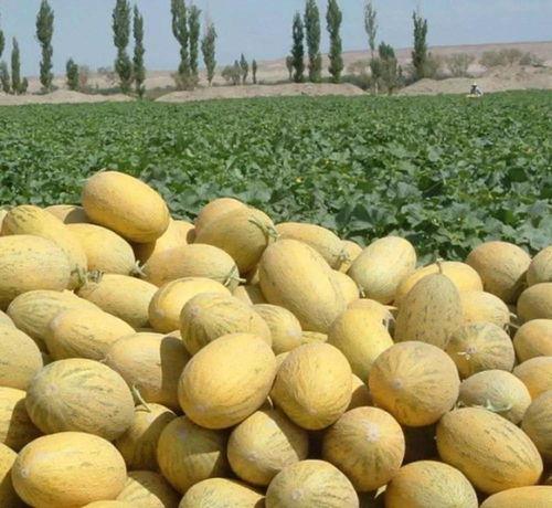 喀什吃哈密瓜,探寻哈密瓜的甜蜜之旅