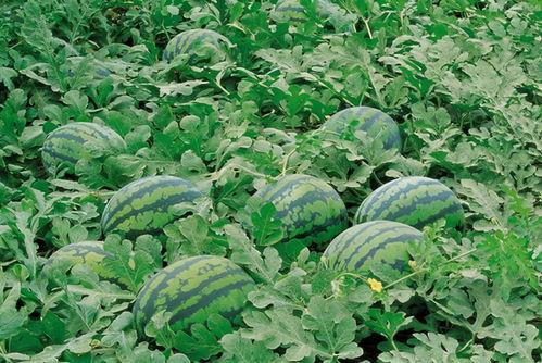 吃瓜大参林,一场味蕾与健康的奇妙之旅