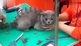 吃瓜小熊电影免费观看,免费观影之旅，揭秘电影背后的秘密