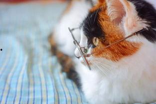 吃瓜猫怎么花,吃瓜猫的创意花式消费指南