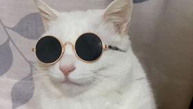 带你吃瓜狐狸,带你领略“吃瓜狐狸”的独特魅力