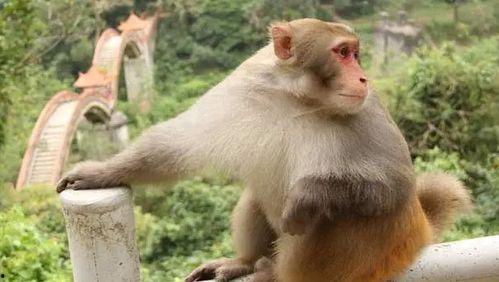 马猴吃瓜,揭秘网络热词背后的文化现象