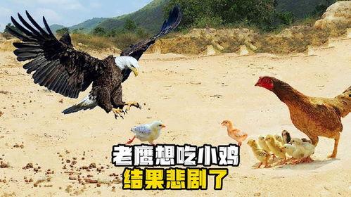 老鹰吃小鸡瓜图片,自然法则下的生存瞬间