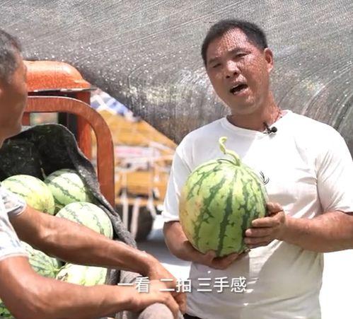 吃顶流瓜,吃顶流瓜背后的真相