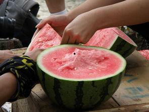 吃瓜51朝阳,一场网络热议背后的真相