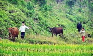 贵州小伙吃瓜放牛,田园生活诗意盎然
