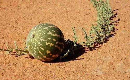 沙漠里吃瓜就像,沙漠中吃瓜的奇妙体验