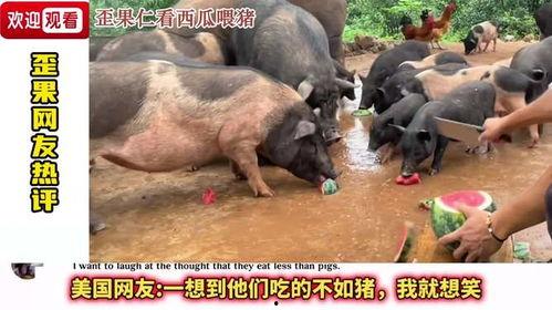 猪跟吃瓜