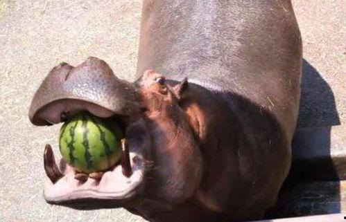 河马嘴吃瓜