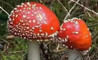 带你吃瓜奇怪野蘑菇