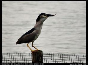 水鸟吃瓜,瓜果飘香中的生态趣事