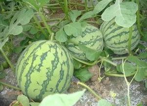 重庆哪里吃瓜,探寻地道吃瓜圣地