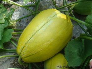 吃瓜平台论坛,热门话题背后的真相与笑料