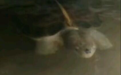 亚巨龟吃瓜,亚巨龟的夏日瓜果盛宴