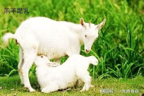 小羊吃瓜事件图片
